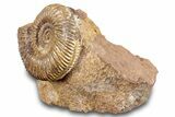 Jurassic Ammonite (Parkinsonia) Fossil - Sengenthal, Germany #279278-3